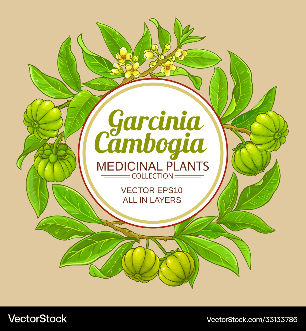 Garcinia branches frame on color background Garcinia branches frame on color background vector image