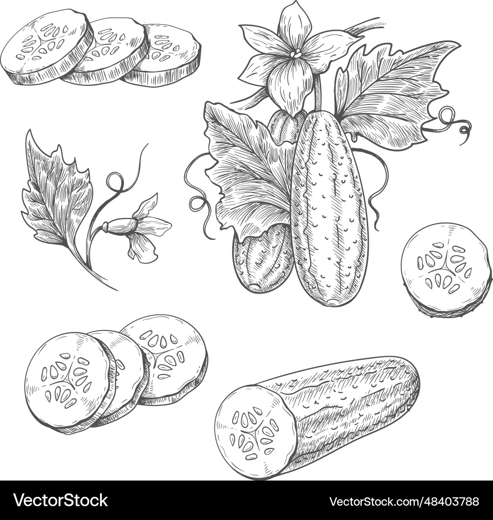Cucumbers pickle etching sketch Cucumbers pickle etching sketch vector image