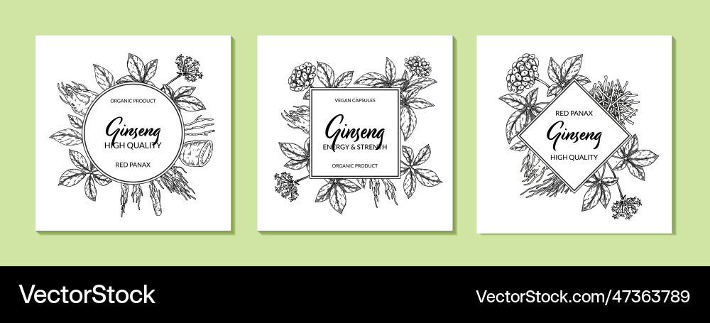 Ginseng frame hand drawn botanical in sketch Ginseng frame hand drawn botanical in sketch Vector Image