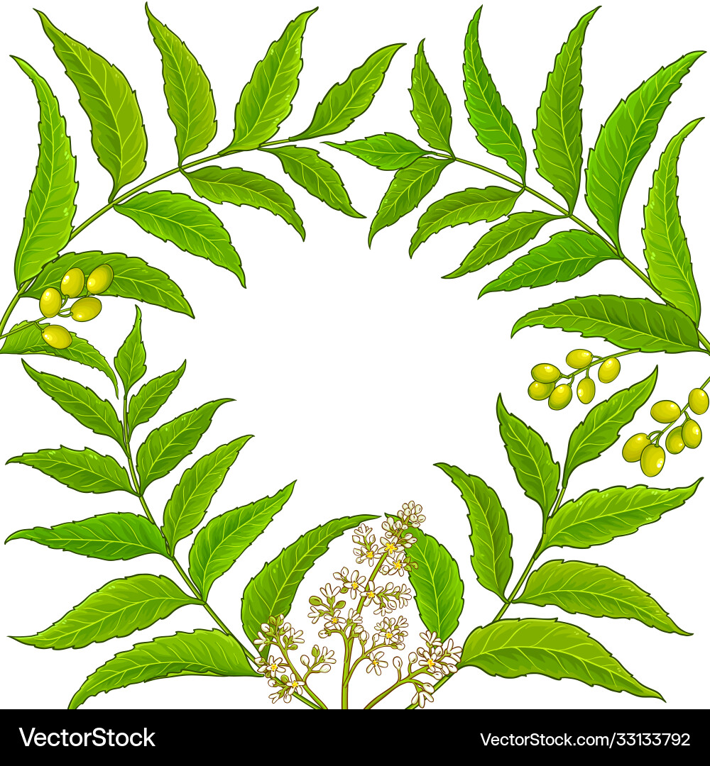 Neem branches frame on white background Neem branches frame on white background Vector Image