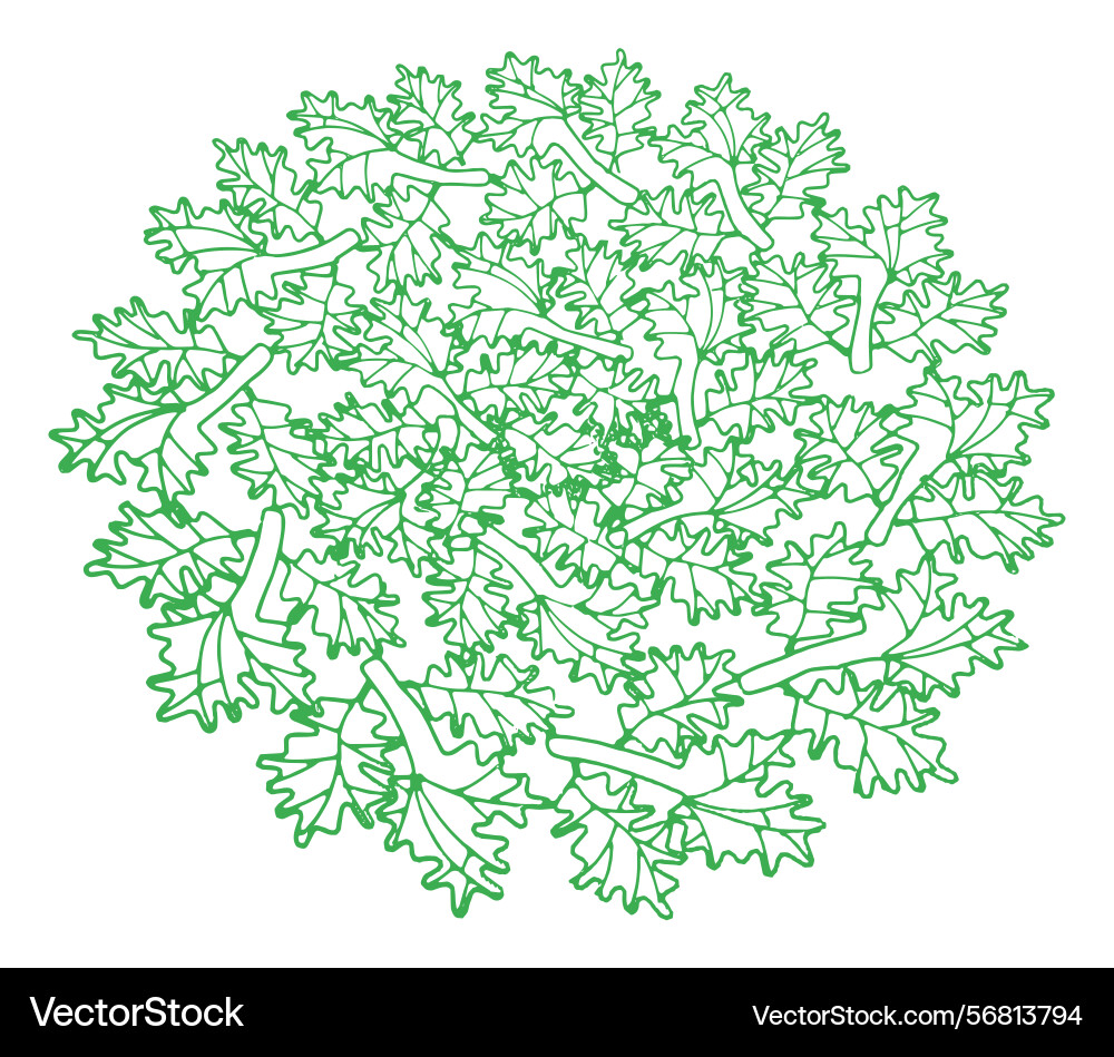 Circular pattern with an oak leaf motif Vector Image