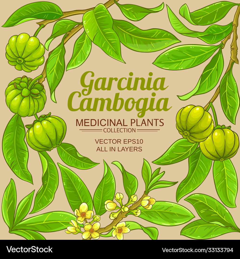 Garcinia branches frame on color background Garcinia branches frame on color background vector image