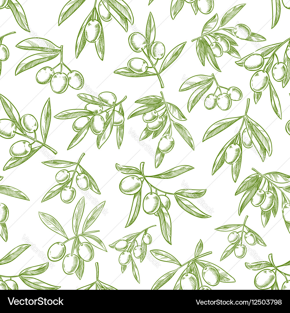 Olive Branch Sketch Pattern vector image
