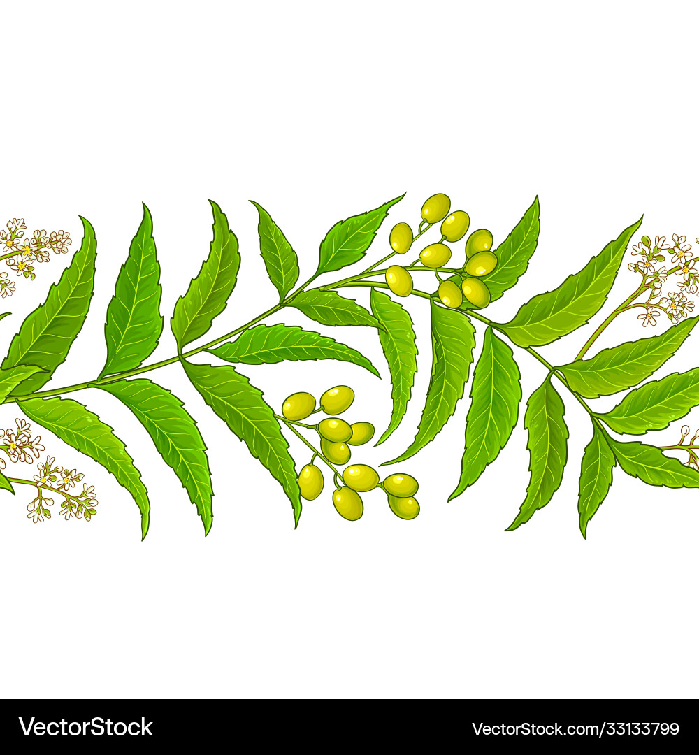 Neem branches pattern on white background Neem branches pattern on white background vector image