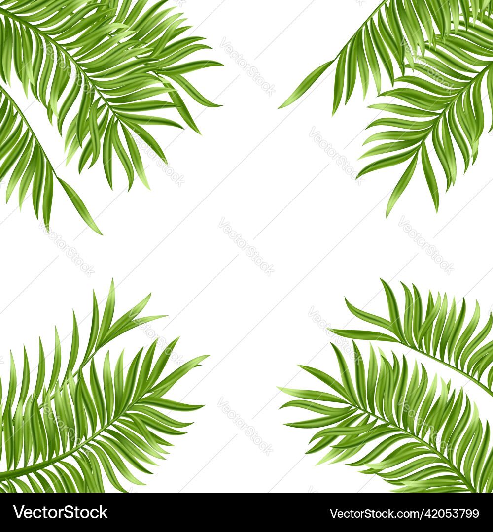 Tropical palm leaf isolated on white background Tropical palm leaf isolated on white background vector image