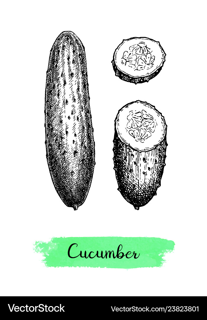 Ink sketch of cucumber Ink sketch of cucumber vector image