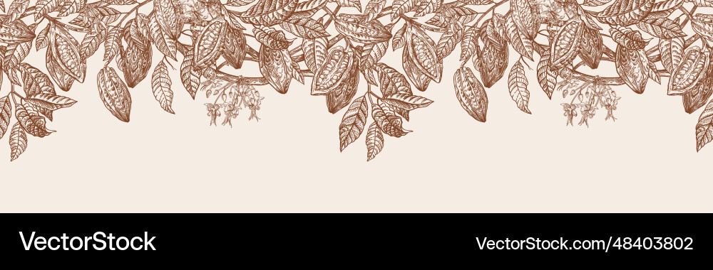 Cocoa Branch Botanical Border vector image