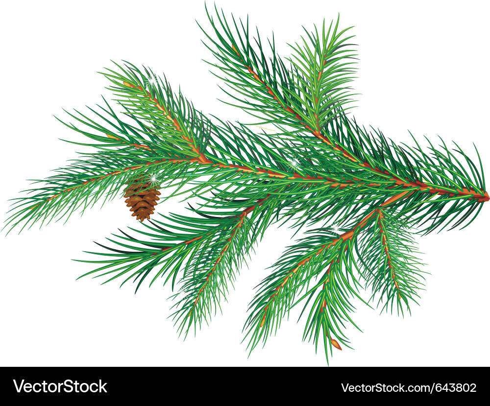 Pine Branch with Cone Vector Image