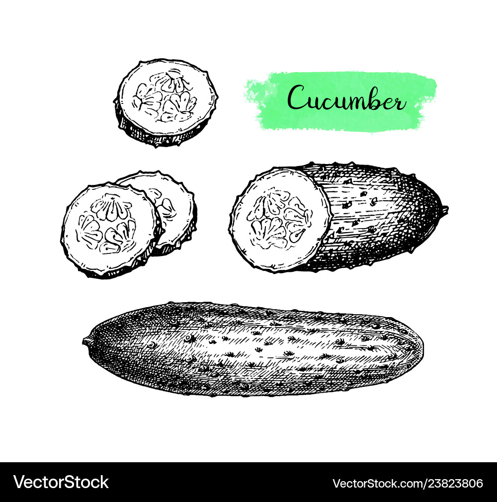 Ink sketch of cucumber Ink sketch of cucumber Vector Image