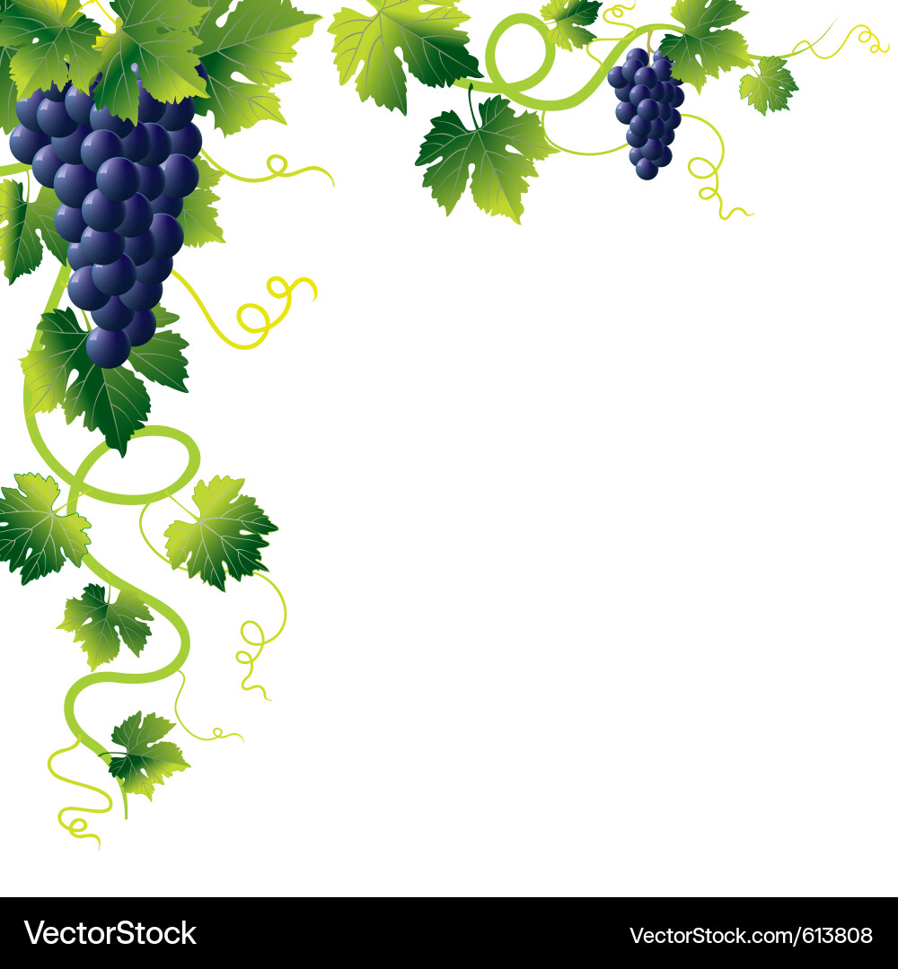 Grape vines Royalty Free Vector Image - VectorStock