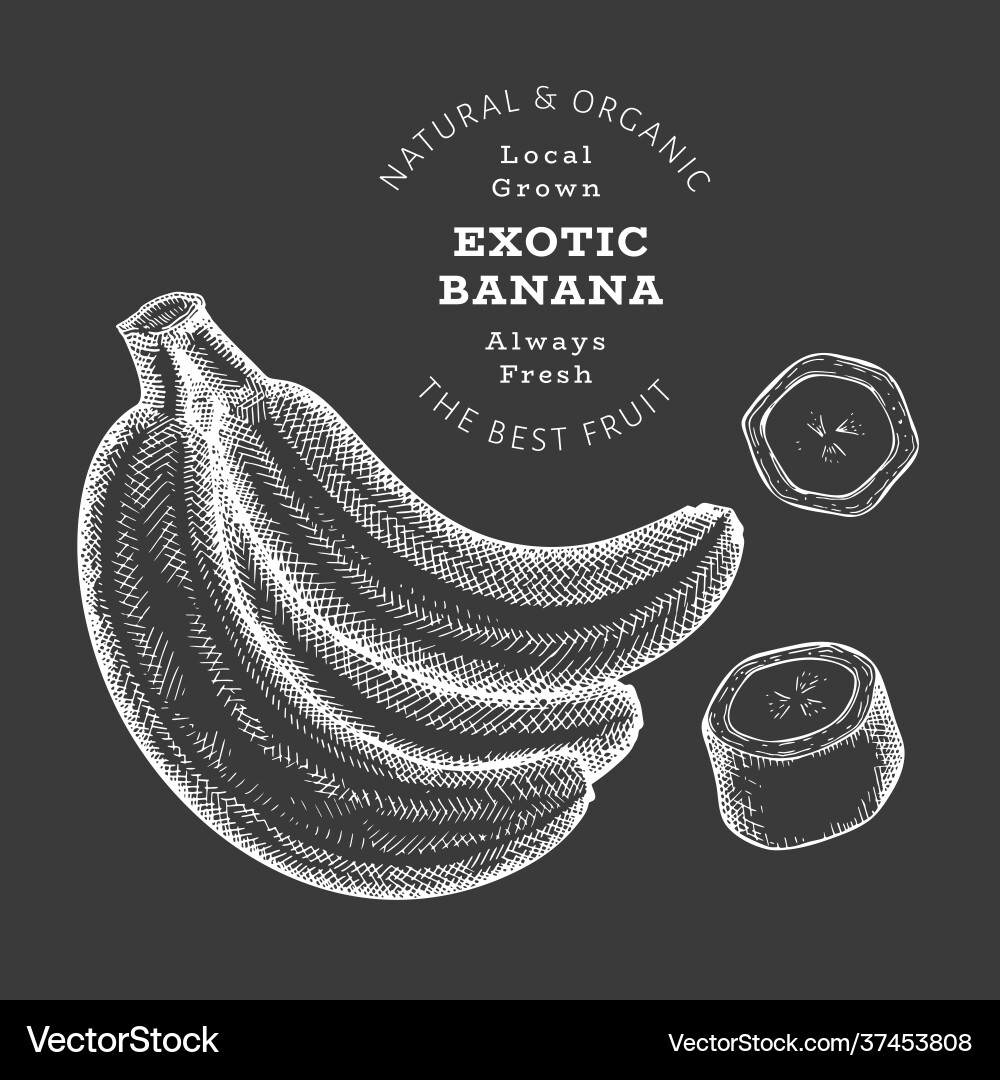 Hand drawn sketch style banana organic fresh food vector image