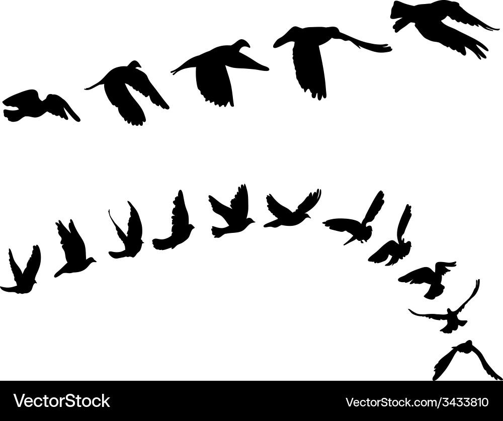 Doves and pigeons set for peace concept Vector Image