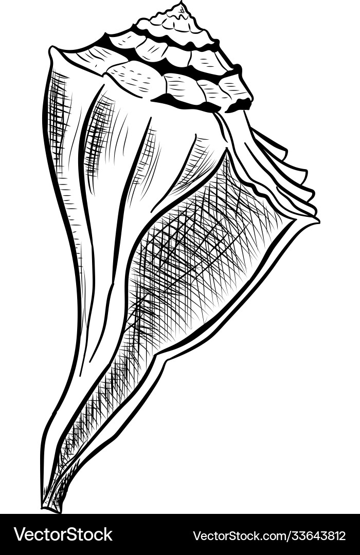 Angular murex seashell hand drawn Vector Image