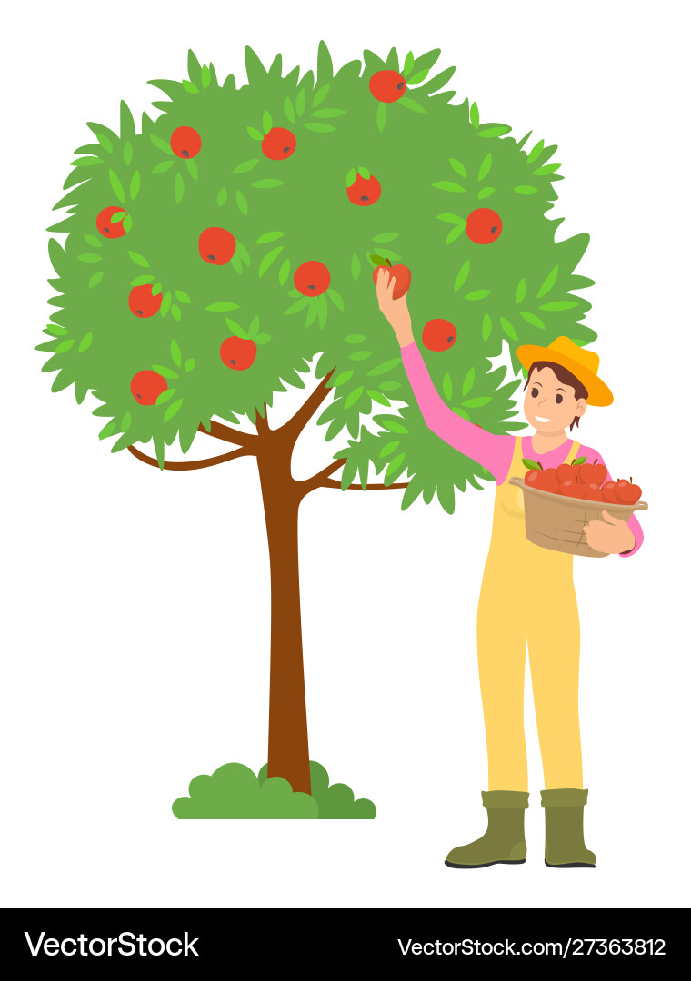 Frau Picking Äpfel isoliert weiblichen Charakter Frau Picking Äpfel isoliert weiblichen Charakter vektorbild