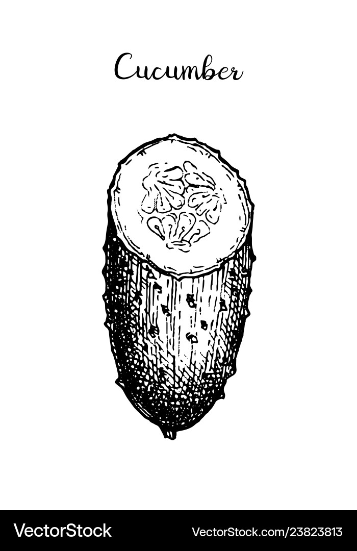 Ink sketch of cucumber Ink sketch of cucumber vector image