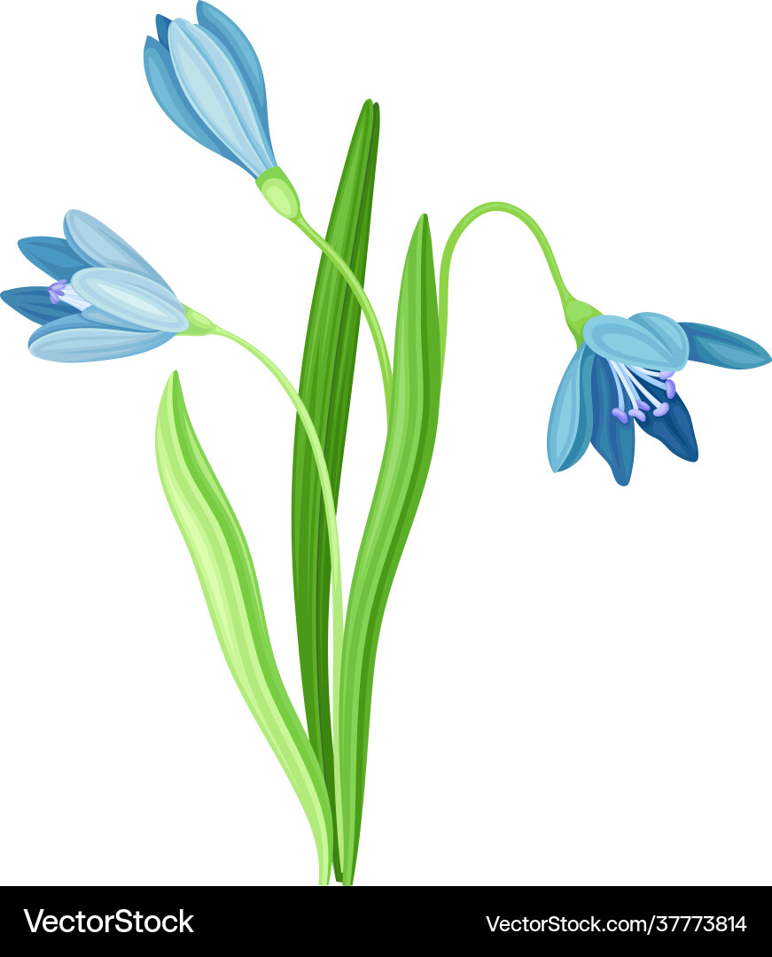 Blue snowdrop flower or blossom on stalk stem Blue snowdrop flower or blossom on stalk stem Vector Image