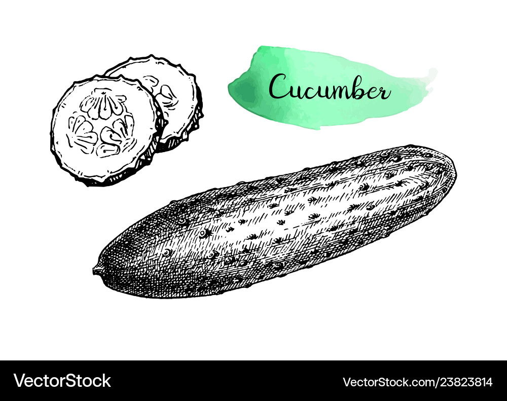 Ink sketch of cucumber Ink sketch of cucumber Vector Image