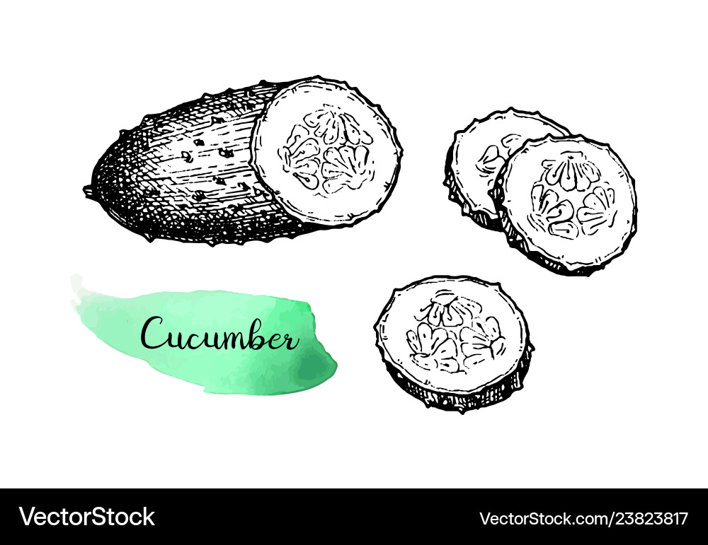 Ink sketch of cucumber Ink sketch of cucumber vector image