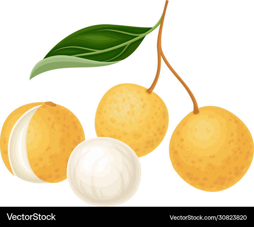 Longan Tree Vector Images (22)