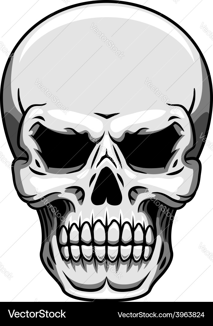 Gray human skull on white Vector Image