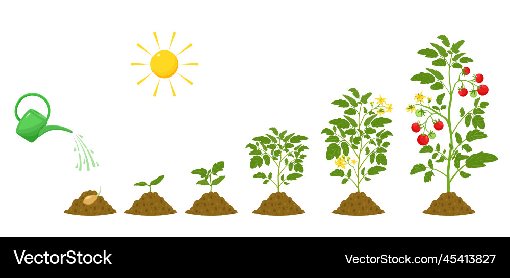 Stages of growth tomatoes irrigation Stages of growth tomatoes irrigation vector image