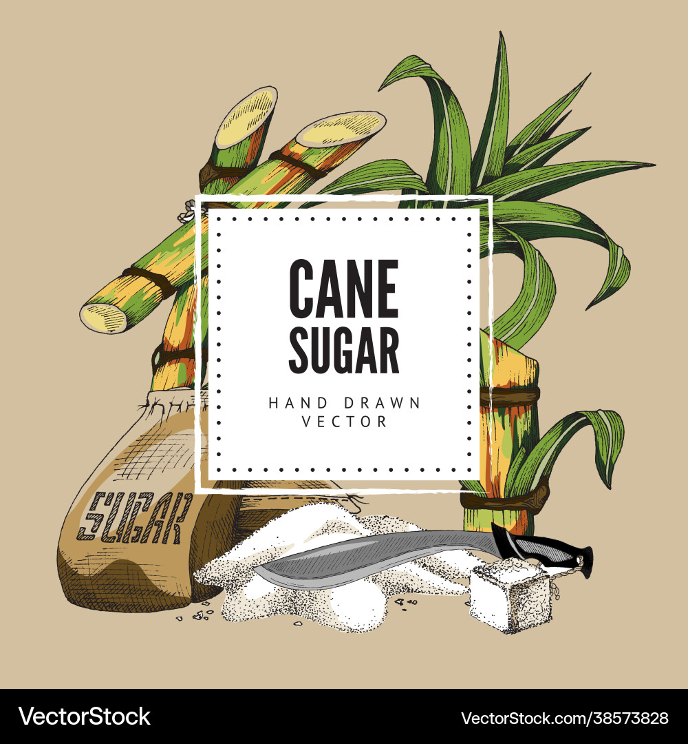 Cane Zuckerbanner mit Zuckerrohr Pflanze Gravur Cane Zuckerbanner mit Zuckerrohr Pflanze Gravur vektorbild
