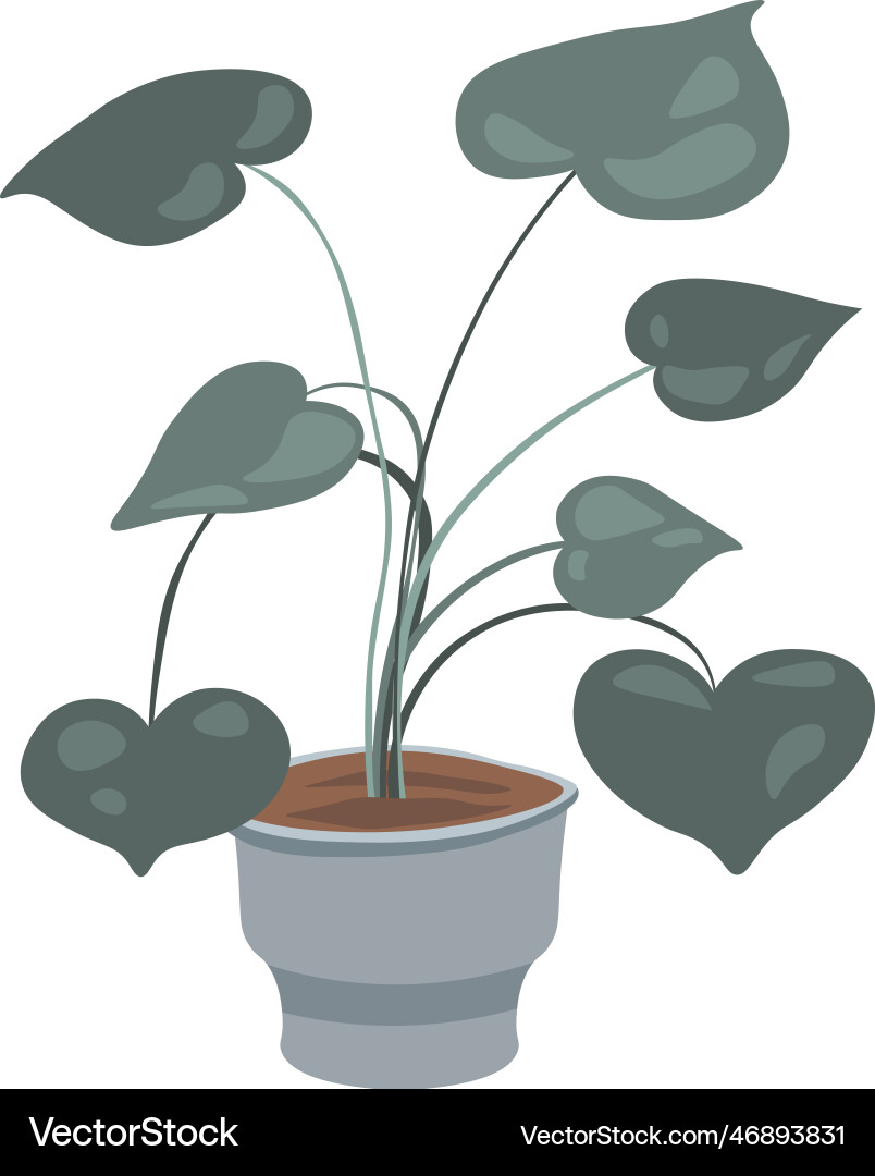 Blume mit breiten Blättern Hauspflanze Dekoration Blume mit breiten Blättern Hauspflanze Dekoration vektorbild
