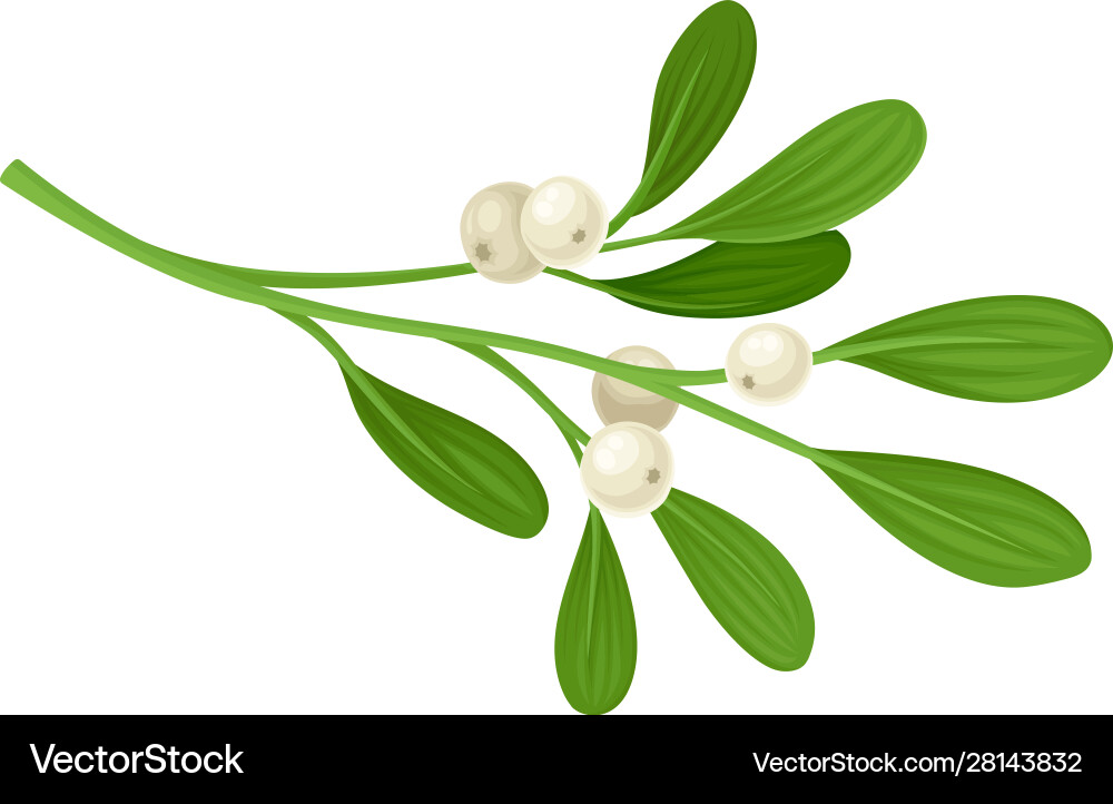 Mistletoe branch set colorful twig Mistletoe branch set colorful twig vector image