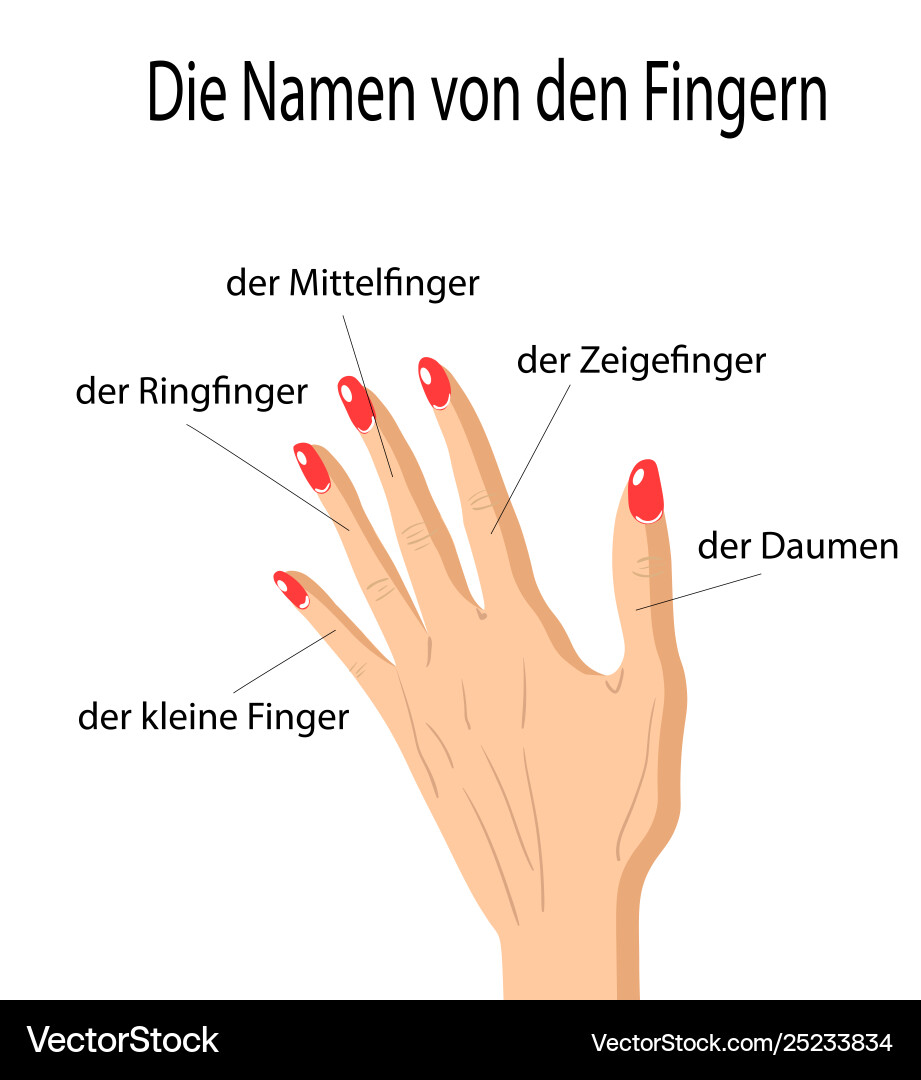 Fingers names human body parts in german Fingers names human body parts in german vector image