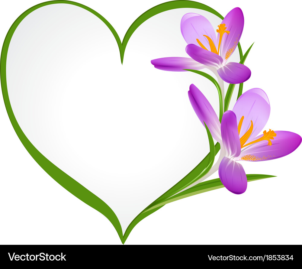 Purple Crocuses in Heart Frame Vector Image