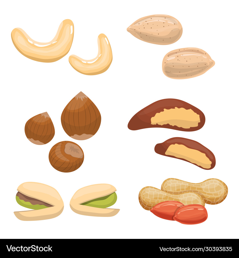 Assorted Nut Collection vector image