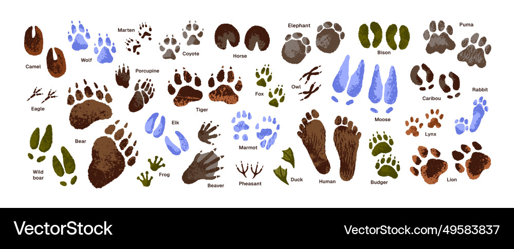 Animal tracks set paw print of tiger wolf human Animal tracks set paw print of tiger wolf human vector image