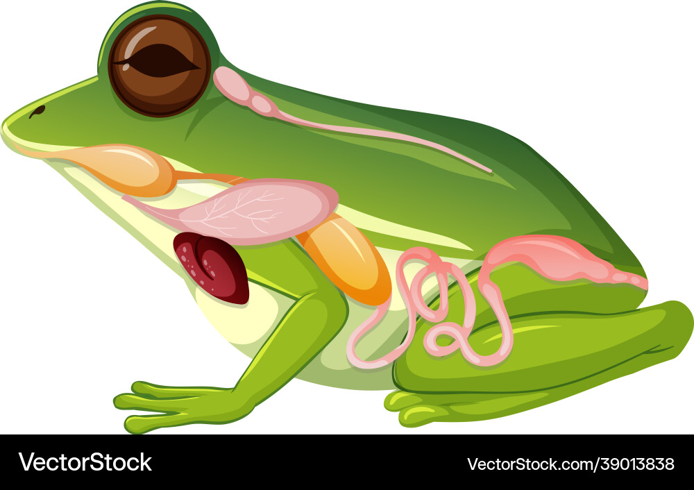Internal anatomy frog with organs Internal anatomy frog with organs vector image