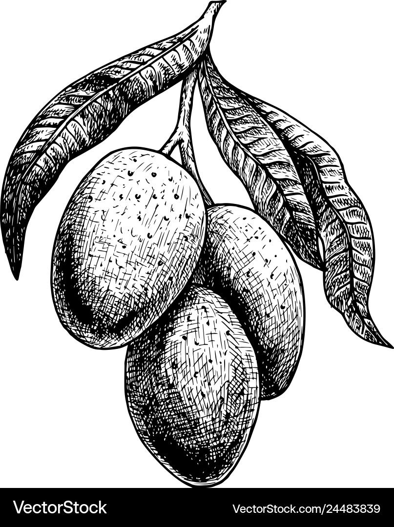 Hand drawn set of mango vintage sketch Royalty Free Vector