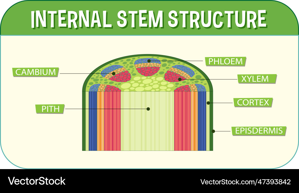 Internal structure of stem diagram Internal structure of stem diagram Vector Image