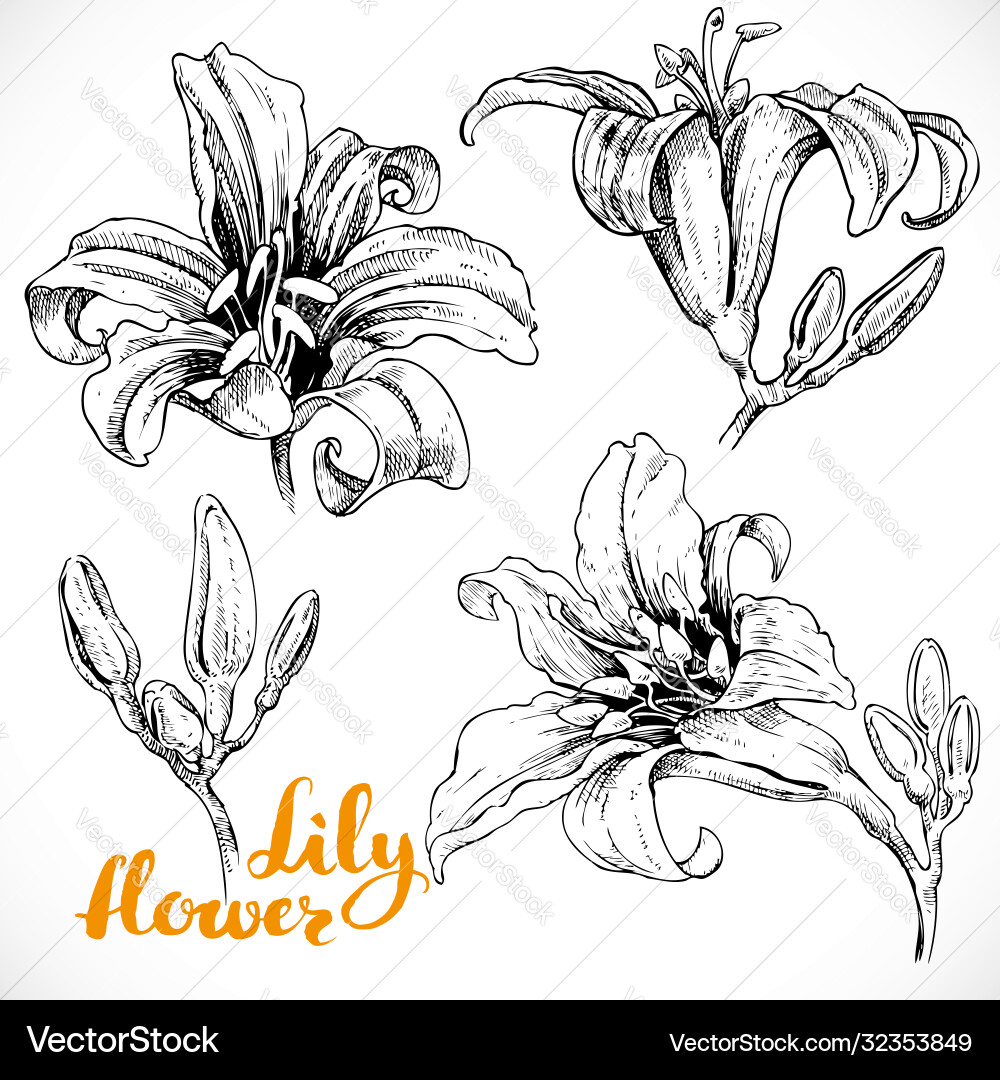Zeichnen von Lilieblumen und Knospen Tinte auf weißem Papier Zeichnen von Lilieblumen und Knospen Tinte auf weißem Papier vektorbild