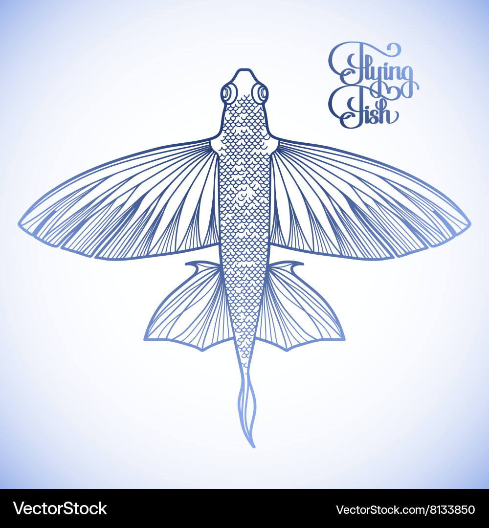 Graphic flying fish (8133850) – Royalty-Free Vector | VectorStock, image size:1000x1080