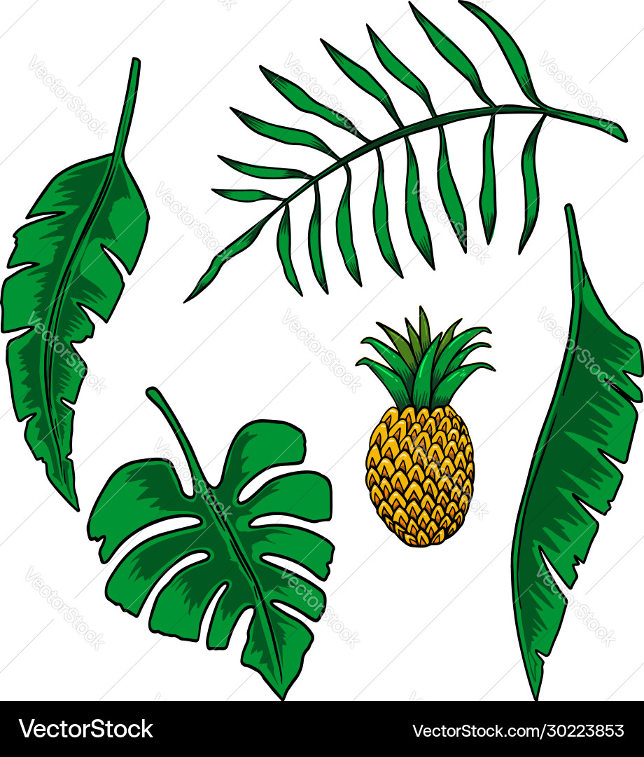 Leaves tropical plants design element Leaves tropical plants design element vector image