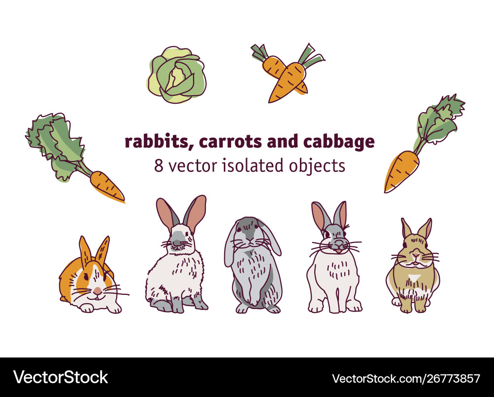 Rabbits carrots and cabbage isolate objects vector image