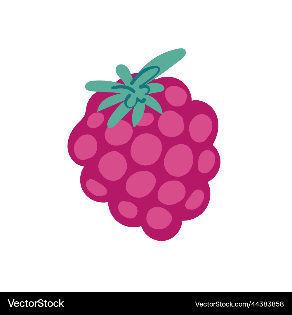 Raspberry on white background vector image