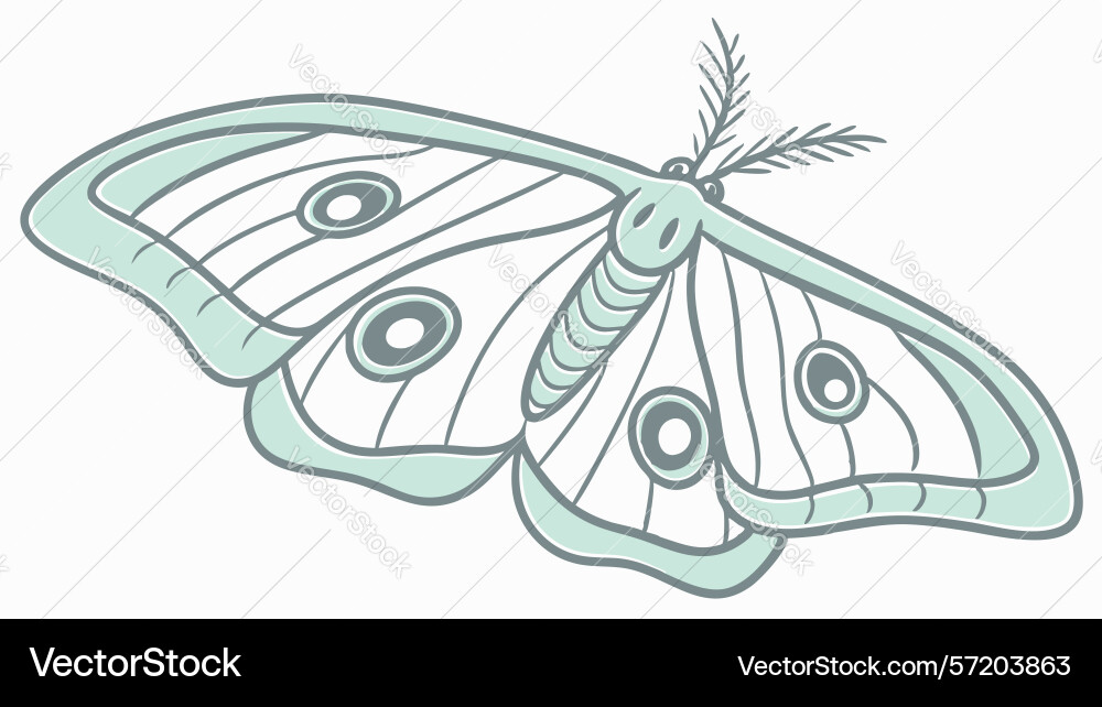 Detailed moth with intricate wing patterns vector image
