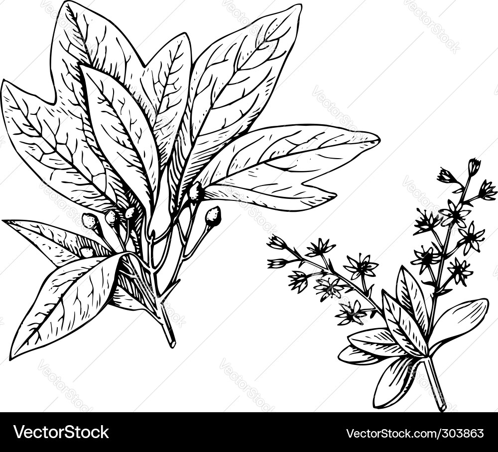 Sassafras Tree Branch with Blossoms vector image