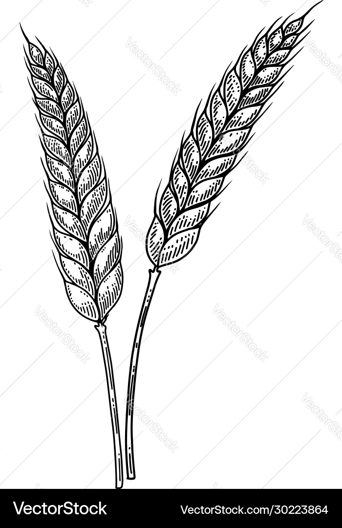 Wheat spikelet in engraving style design element Wheat spikelet in engraving style design element Vector Image