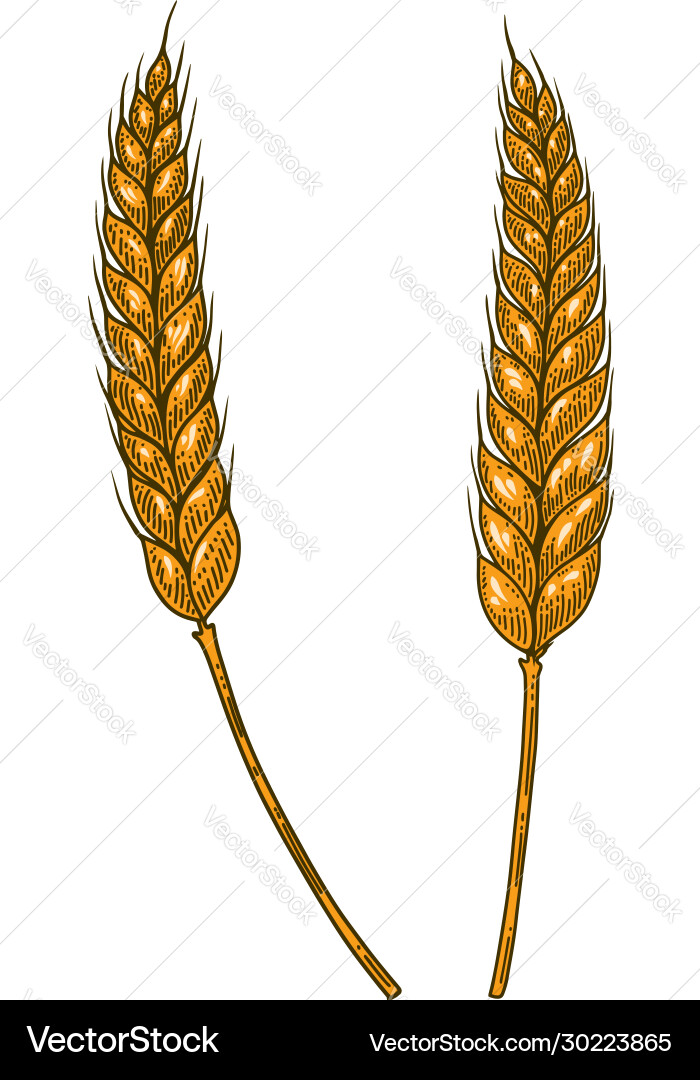 Wheat spikelet in engraving style design element Wheat spikelet in engraving style design element Vector Image