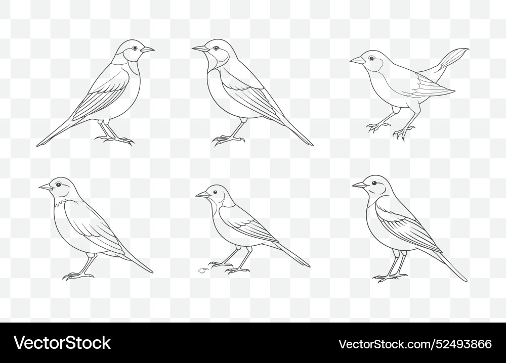 Print pipit line art set vector image