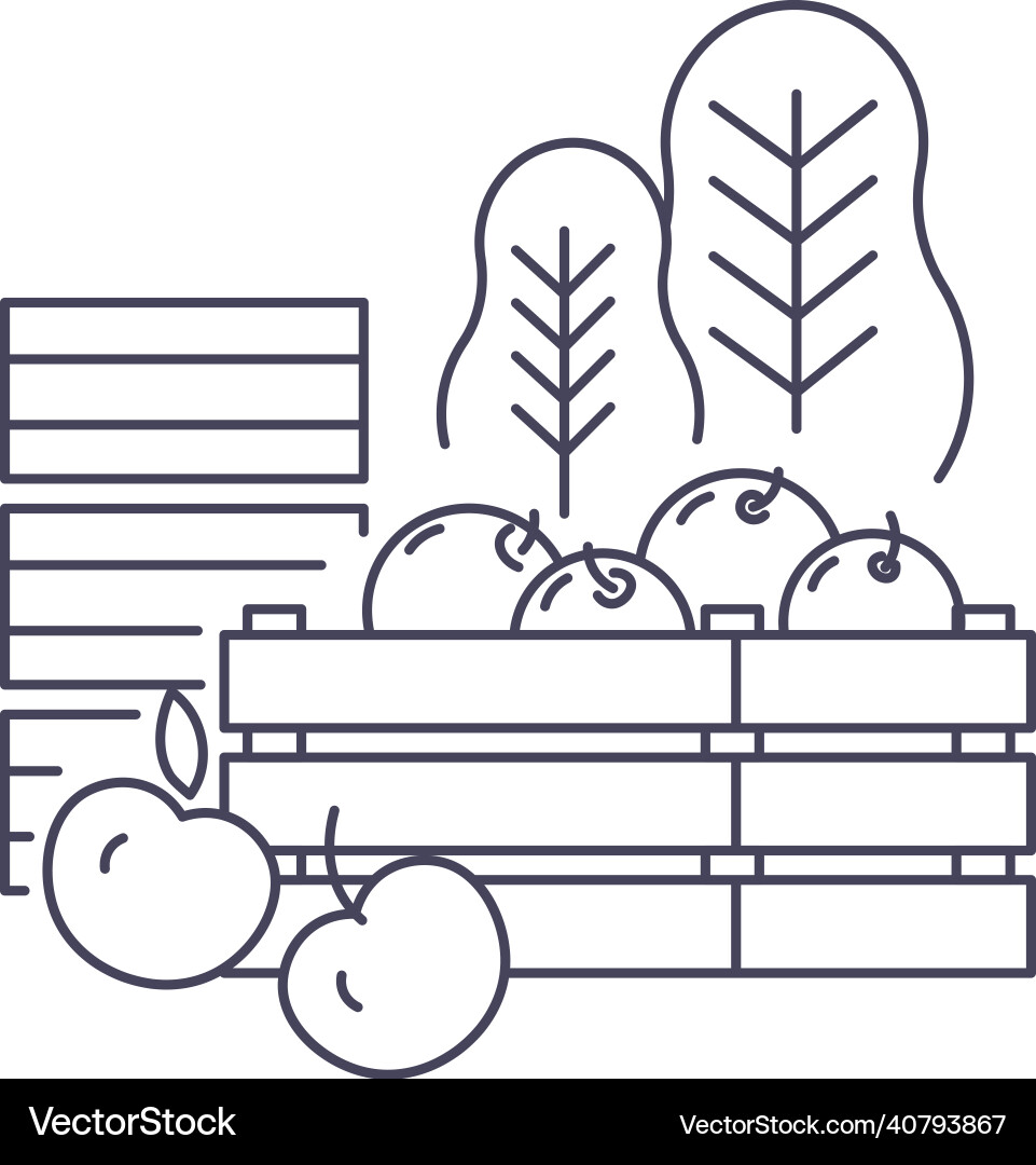 Gathered apples in basket harvesting season farm Gathered apples in basket harvesting season farm vector image