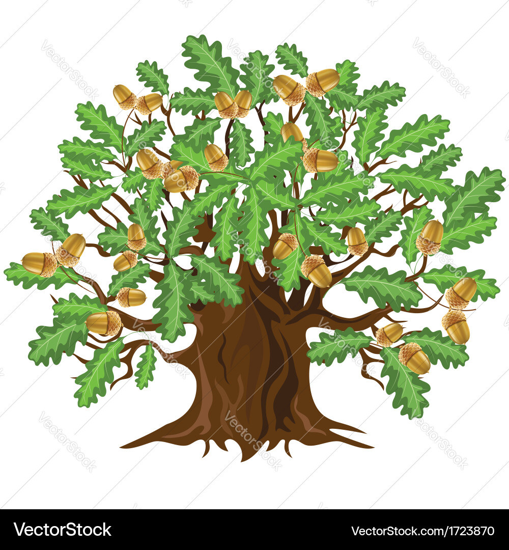 Oak tree with acorns – Royalty-Free Vector | VectorStock, image size:1000x1080