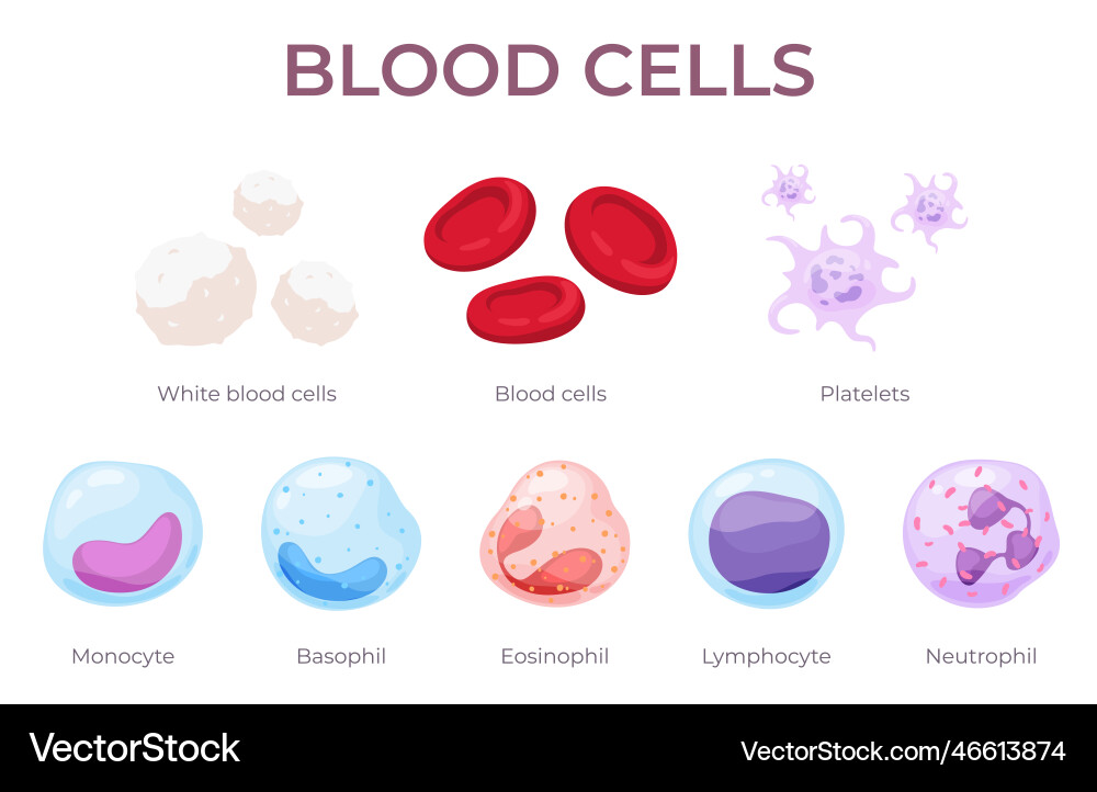 Blood Cells: Anatomy & Types Royalty Free Vector Image