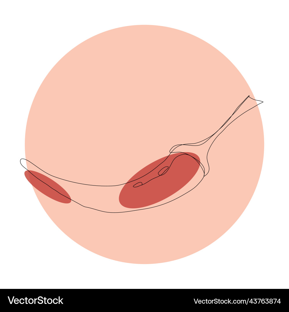 Chilli vegetable in continuous line with colorful Vector Image