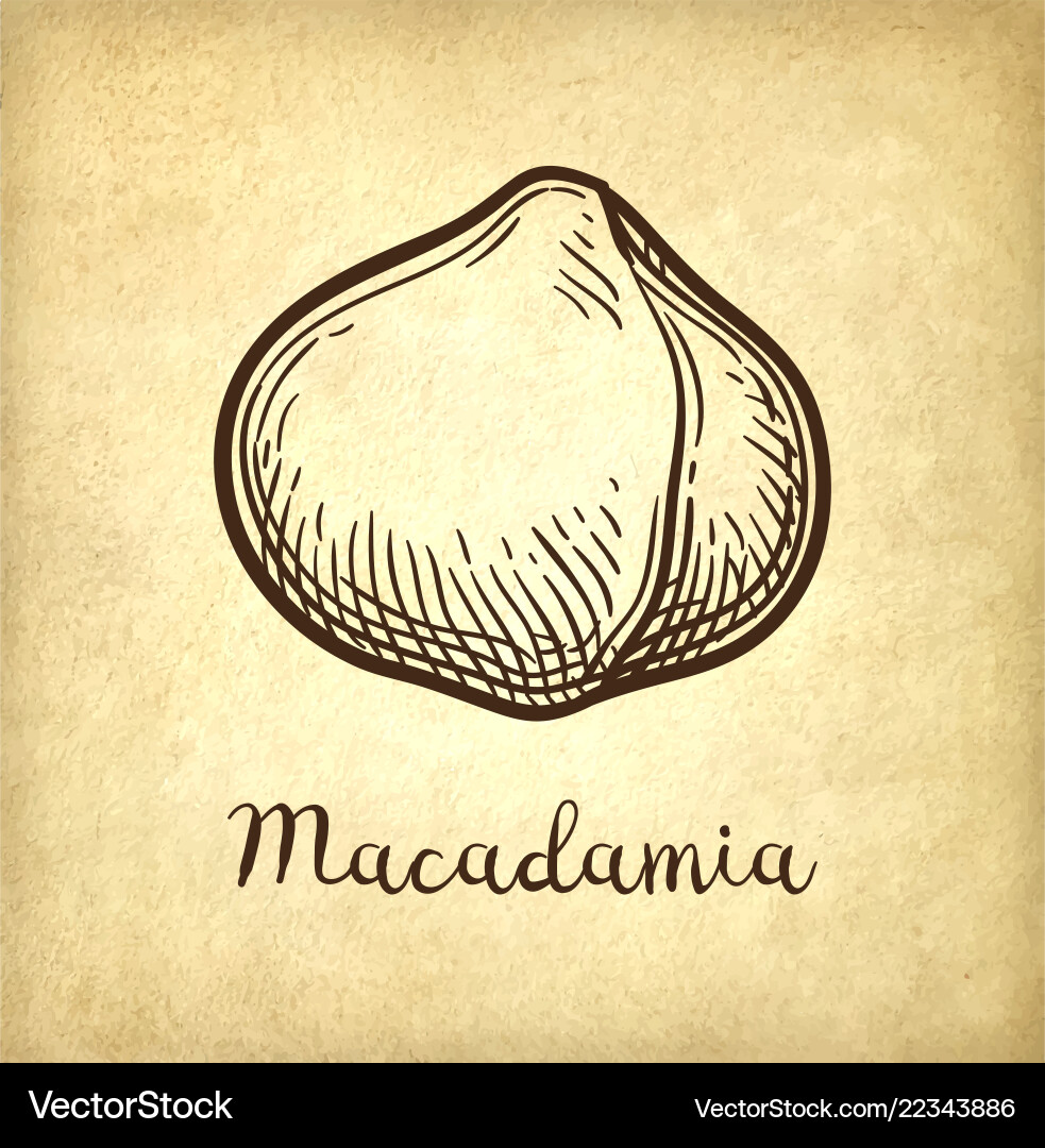 Ink sketch of macadamia Ink sketch of macadamia vector image